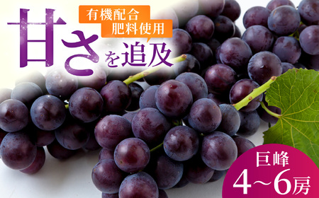 [先行予約]コクのある甘さ 種あり 巨峰 4房から6房 2026年8月下旬から9月上旬 出荷予定[春光園] ぶどう ブドウ 葡萄 巨峰 種あり 果物 フルーツ