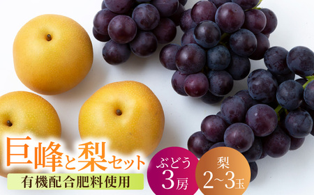 【先行予約】種あり 巨峰 3房 梨 2玉から3玉 セット 2026年8月下旬から9月上旬 出荷予定【春光園】 有機配合肥料使用 ぶどう ブドウ 葡萄 巨峰 梨 なし 果物 フルーツ 詰め合わせ