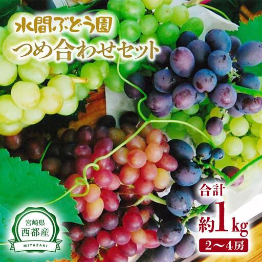 シャインマスカット入り 完熟ぶどうお任せ詰め合わせセット 1kg [水間ぶどう園]先行予約[16-3a]