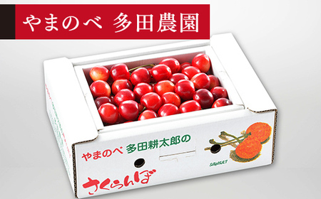《先行予約》2027年産 山形県産 紅さやか バラ詰め(パック）500g M-L やまのべ多田耕太郎のさくらんぼ サクランボ F21A-393