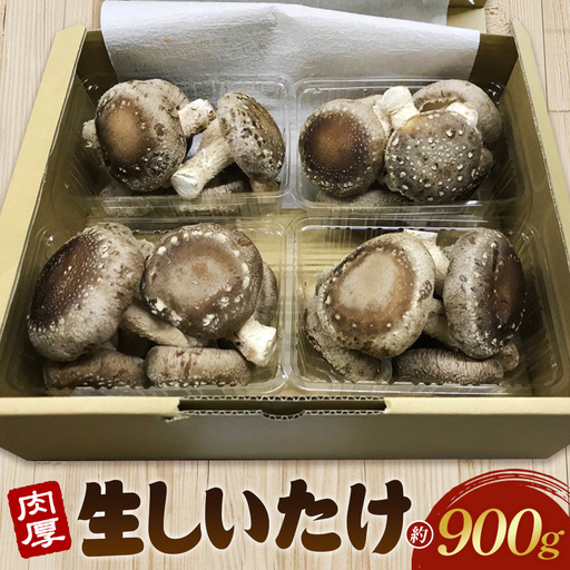 行田産こだわり生椎茸 約900g No.135