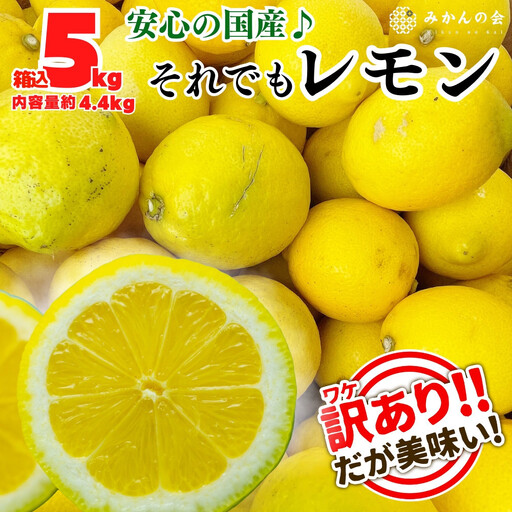 訳あり レモン B品  箱込5kg(内容量約4.4kg) 和歌山県有田産（サイズミックス）【みかんの会】