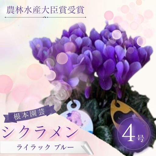 【先行予約】シクラメン ライラック ブルー 4号鉢 根本園芸 | シクラメン 農林水産大臣賞