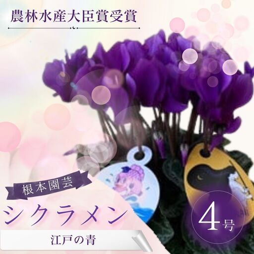 【先行予約】シクラメン 江戸の青 ブルー 4号 根本園芸 | シクラメン 農林水産大臣賞