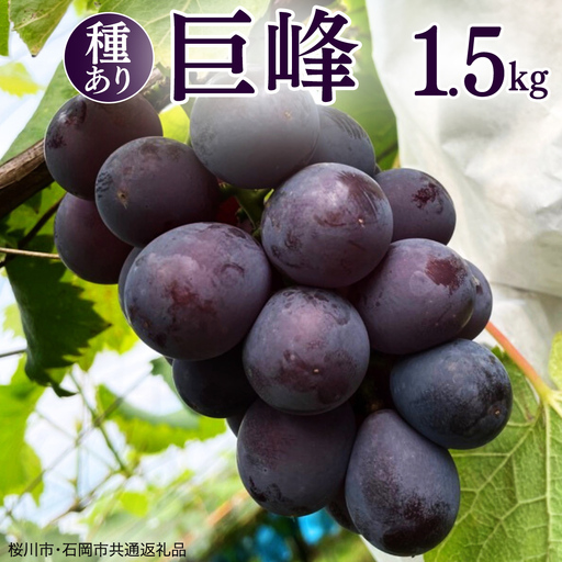 巨峰 1.5kg ( 種あり ) ( 桜川市・石岡市共通返礼品 ) ぶどう ブドウ フルーツ 果物 2026年8月中旬以降発送 [DC007sa]