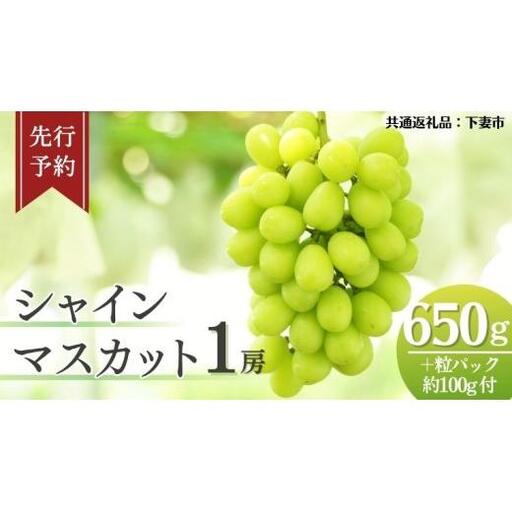《 先行予約 》 シャインマスカット 1房 ( 約650g + 粒パック 約100g付 )【2026年8月下旬頃発送開始】 ( 共通返礼品：下妻市 )