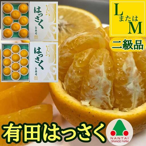 手詰め 有田 はっさく L × 8玉 または M × 10玉 サイズ ちょっと 傷あり 南泰園 みかん