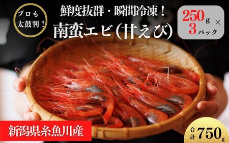 ［9月以降順次発送予定］南蛮エビ 日本海直送鮮度抜群！糸魚川産『甘エビ』250g×3パック 際立つ甘さと鮮やかさ 甘くとろける格別の味 【プロも太鼓判！】伝兵水産【えび エビ 甘えび 南蛮エビ】 