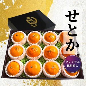 [2027年2月頃から順次発送]プレミアム[せとか] 化粧箱入 愛媛 松山 ギフト 贈答 プレゼント みかん 蜜柑 柑橘 果物 くだもの フルーツ お取り寄せ グルメ 期間限定 数量限定 人気 おすすめ 愛媛県 松山市[PT031_x]