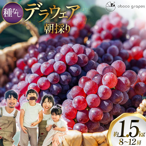 【期間限定発送】 ぶどう デラウェア 8～12房 約 1.5kg 朝採り