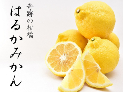 はるかみかん 6kg 訳あり みかん 和歌山県海南市より農園直送 2027年3月から4月中旬頃順次発送［Mg29］