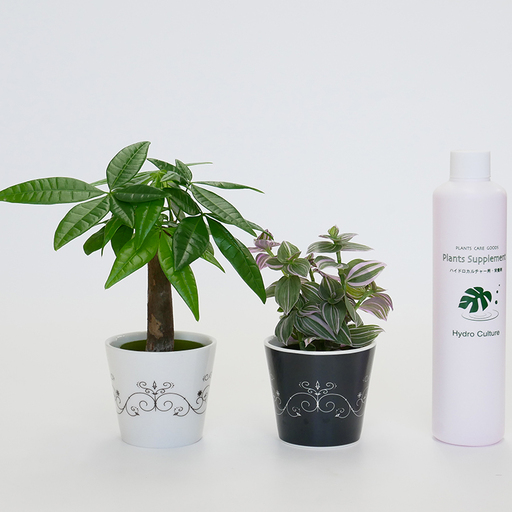 観葉植物 キュートステラ 2個 栄養剤 セット