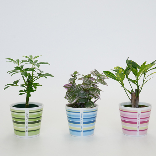 観葉植物 キュートウィンリー 3個 セット
