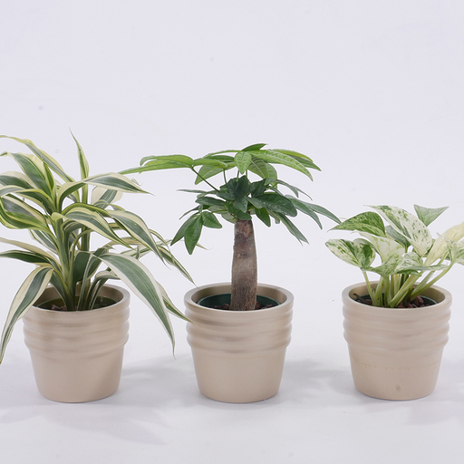 観葉植物 キュートショコラ 3個セット