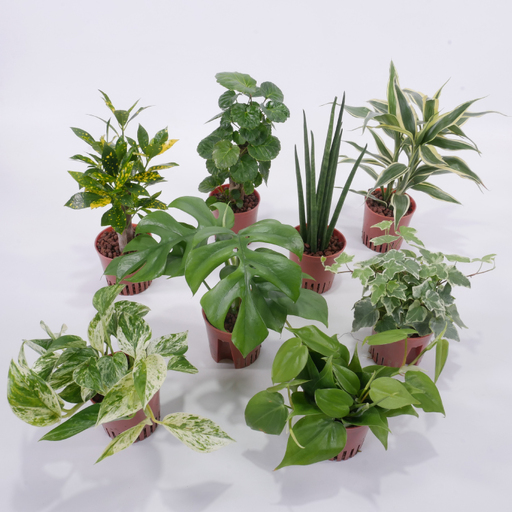 観葉植物 ハイミニロッチャ 3個 セット