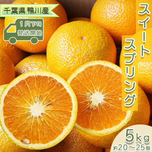 [早春の柑橘]上田温州×八朔 鴨川産『スイートスプリング』5kg(20〜25個) [先行予約][数量限定][1月下旬発送]千葉エコ農産物 柑橘 温州 八朔 はっさく 交配品種 希少 春の 千葉県産 低農薬 栽培 樹上完熟 完熟収穫 旬 [刈込園芸][0010-0210]
