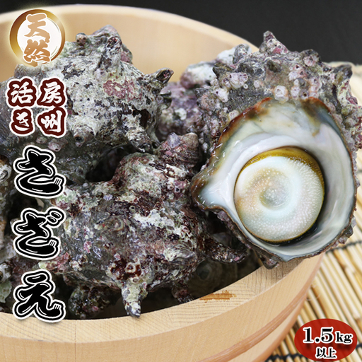 【漁協直送！】房州黒潮育ち『天然 活サザエ』1.5kg以上（8～12個） 《期間限定》《数量限定》《配送日指定OK》《配送指定 11月末日まで》さざえ 栄螺 刺身 活魚 [ウオポート][0017-0028]