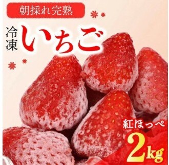 冷凍いちご 紅ほっぺ いちご 2kg 苺 【 冷凍いちご 】森木農園
