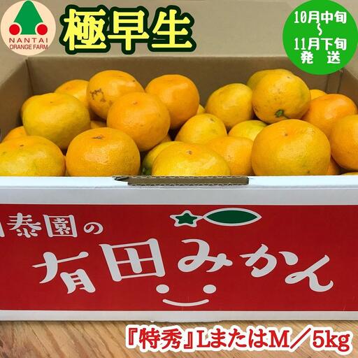 極早生 有田 みかん 特秀 L または M サイズ 5kg 南泰園 和歌山 有田みかん