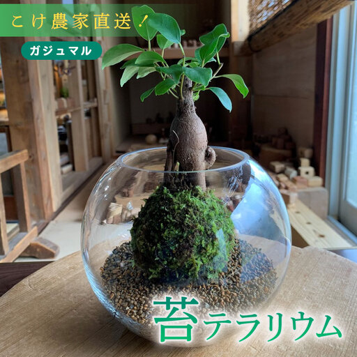 【こけ】こけ 専門 農家 直送！ ガジュマル 苔玉