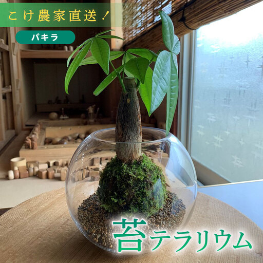 こけ専門農家直送!!パキラ苔玉