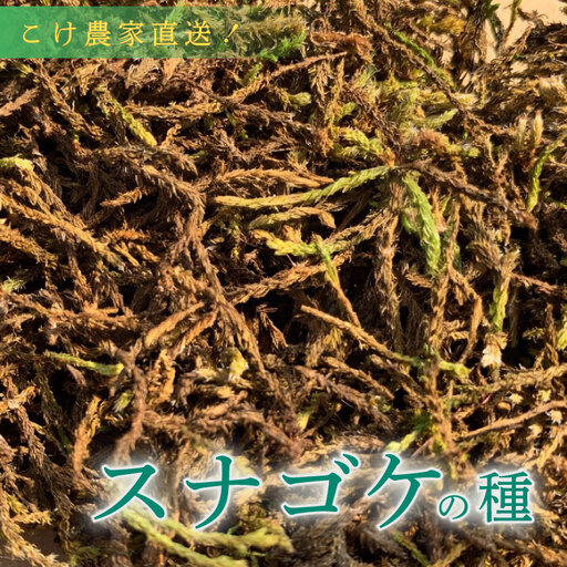 スナゴケ の 種5L 苔 コケ [苔テラリウム] 牧之原市 静岡県