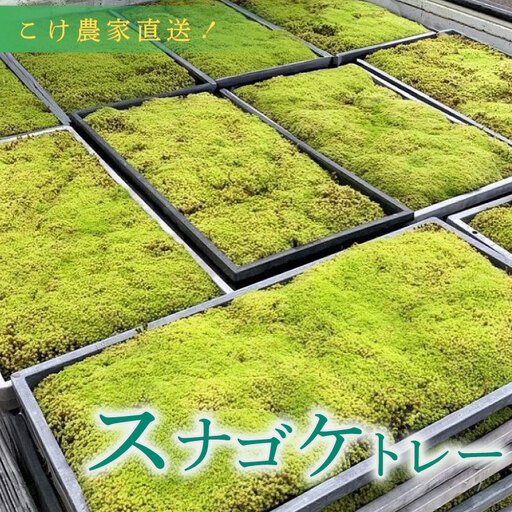 スナゴケ 苔（育苗トレー入り）6枚 【苔テラリウム】 こけ コケ 牧之原市 静岡県