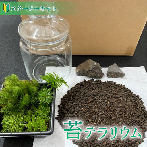 こけ専門農家直送!!苔テラリウムスターターキット 牧之原市 静岡
