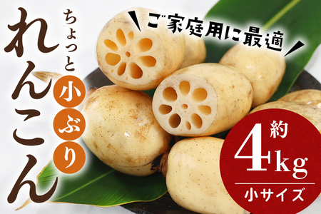 【数量限定・先行予約】 ご家庭用ちょっと小さめ れんこん 約4kg れんこん レンコン 蓮根 茨城 国産 お正月 おせち 野菜 17-AF ＜11月中旬～12月上旬発送予定＞