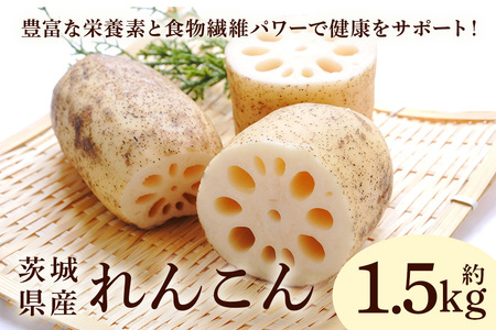 れんこん 1.5kg 野菜 れんこん レンコン 蓮根 国産 9月上旬～2月中旬まで順次発送予定 51-C