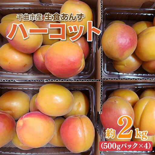 【2027年先行予約】【数量限定】 あんず ハーコット 生食用 約2kg｜ あんず 長野県千曲市産 