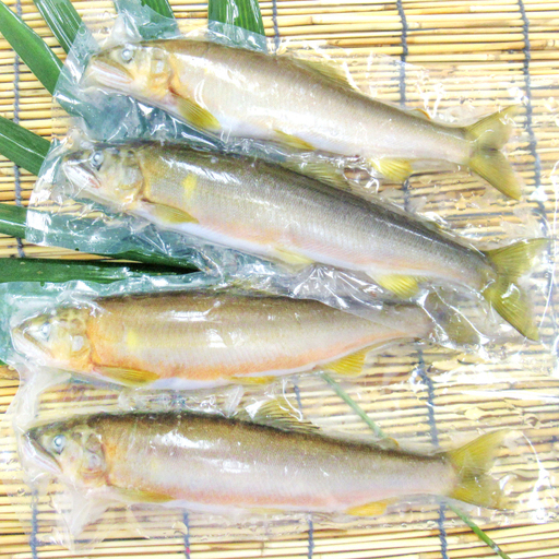 【一級河川・江の川の恵み】島根県産　天然冷凍鮎　約800g