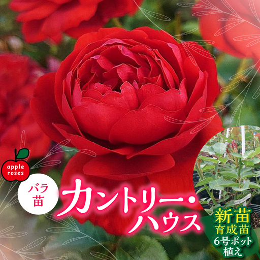 【Apple Roses】バラ苗『カントリー・ハウス』新苗育成苗6号ポット植え  HNNH029