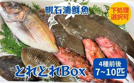 とれとれBox(4種前後 7〜10匹)下処理可[ 鮮魚 旬 詰合せ 簡単料理 ] 魚介類 お魚 海鮮 海の幸 とれたて とれたての魚 新鮮 旬の魚 当日発送 季節の魚 魚料理 焼き魚 煮つけ お楽しみ 下処理あり