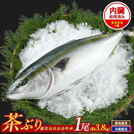 茶ぶり 1尾（内臓処理済　約3.8kg～） セミドレス (えら・内臓除去済み) ぶり 柵 刺身 ブリ 切り身 鰤 1本 鮮魚 下処理済み 鮮魚 1匹 刺身 ぶりしゃぶ ぶりかま 【ウスイ】 usui-7323R8