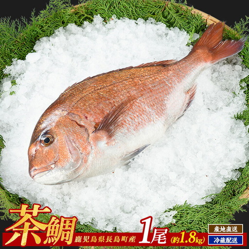 茶鯛 1尾【ウスイ】 usui-7320R8