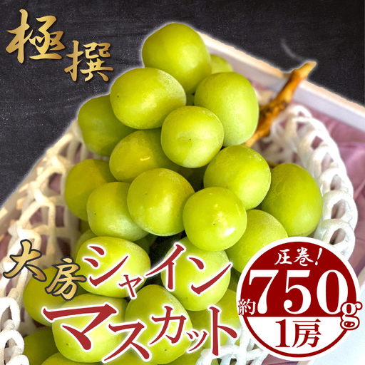 【先行予約】 大房 シャインマスカット 1房 約750g シャインマスカット