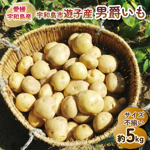 じゃがいも 男爵いも 約 5kg 宇和島市遊子産 NPO法人段畑を守ろう会 じゃがいも F012-051001