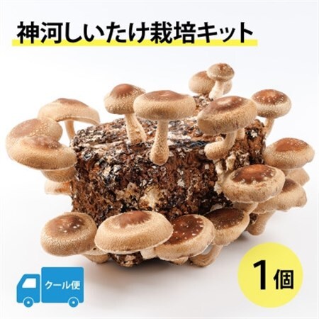 神河しいたけ栽培キット(しいたけ菌床)1個 ※5月〜10月順次発送[配送不可地域:離島]
