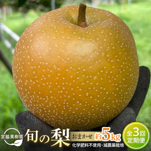 【定期便 全3回／2027年8～10月発送】＜旬の梨おまかせ5kg・6-14玉＞×3回（自家製有機肥料・減農薬・化学肥料無使用）