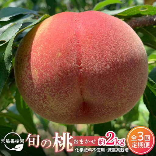 [定期便 全2回/2027年8・9月発送][旬の桃おまかせ約2kg・6〜9玉]×2回(自家製有機肥料・減農薬・化学肥料無使用)