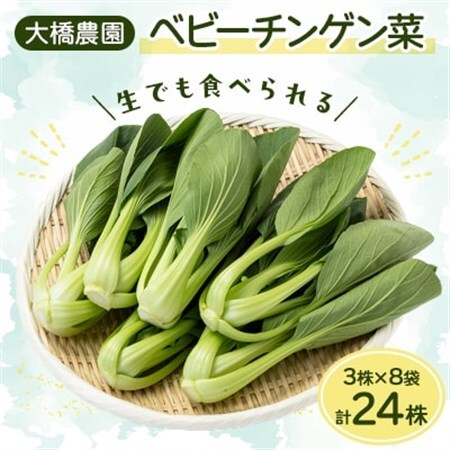 大橋農園のベビーチンゲン菜:3株入り×8袋【配送不可地域：離島】【1366726】