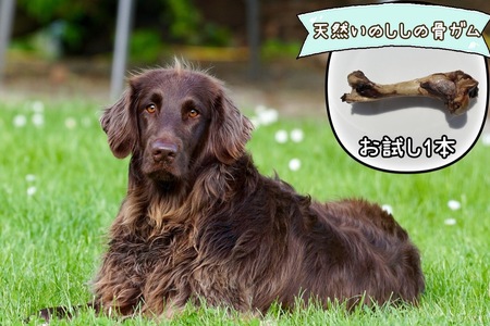FB132_【お試し1本】大型犬向け☆天然いのししの骨ガム