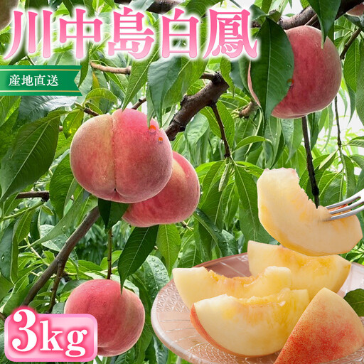 前島農家 川中島白鳳約3kg(8個〜12個) | 桃 フルーツ 旬 桃