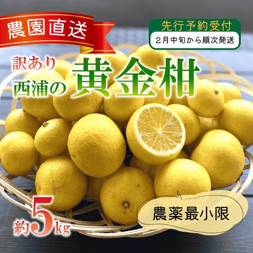 【訳あり】黄金柑 ゴールデンオレンジ 5kg 西浦 オレンジ 木負観光みかん園