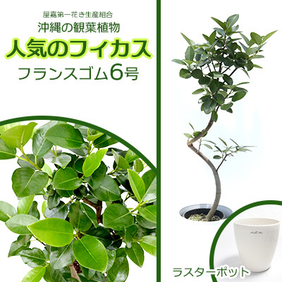 沖縄の観葉植物 フィカス フランスゴム6号 ラスターポット 観葉植物