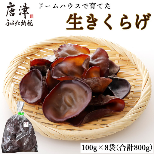 ドームハウスで育てたきくらげ 100g×8袋(合計800g) プリプリ食感 小分け 生きくらげ 木耳 きのこ 料理 調理