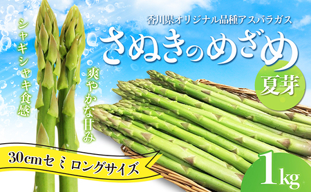 アスパラガス[さぬきのめざめ]夏芽30cmセミロングサイズ1kg グリーンアスパラガス 野菜 柔らかい シャキシャキ 旬の野菜 国産 食材