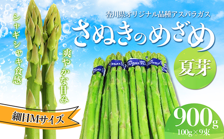 アスパラガス[さぬきのめざめ]夏芽Mサイズ900g グリーンアスパラガス 野菜 柔らかい シャキシャキ 旬の野菜 国産 食材