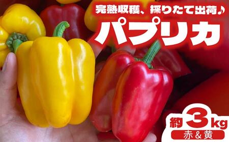 [国産 パプリカ] 3kg 野菜 パプリカ 静岡 牧之原市 丸新柴本製茶